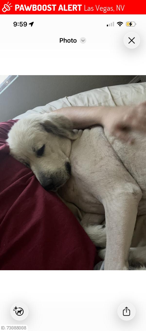 Lost Female Dog last seen Lake Mead and Mt Hood/Hollywood, Las Vegas, NV 89156