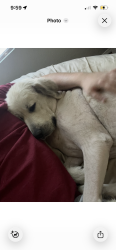 Lost Female Dog last seen Lake Mead and Mt Hood/Hollywood, Las Vegas, NV 89156