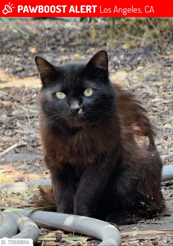 Lost Male Cat last seen Brussels and Kagel canyon, Los Angeles, CA 91342