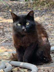 Lost Male Cat last seen Brussels and Kagel canyon, Los Angeles, CA 91342