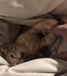 Lost Male Cat last seen Como ave se, Minneapolis, MN 55414