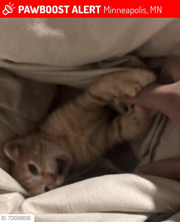 Lost Male Cat last seen Como ave se, Minneapolis, MN 55414