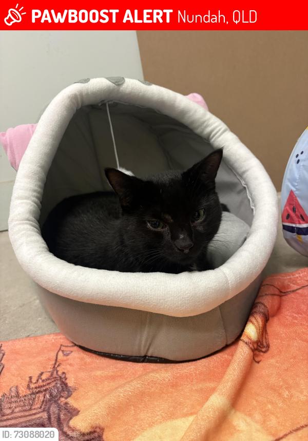 Lost Male Cat last seen Nundah Area, Nundah, QLD 