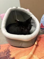 Lost Male Cat last seen Nundah Area, Nundah, QLD 