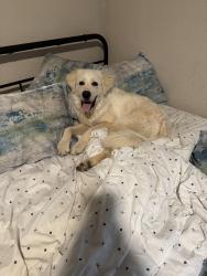 Found/Stray Male Dog last seen Climax road near wood industrial area, Climax, NC 27233