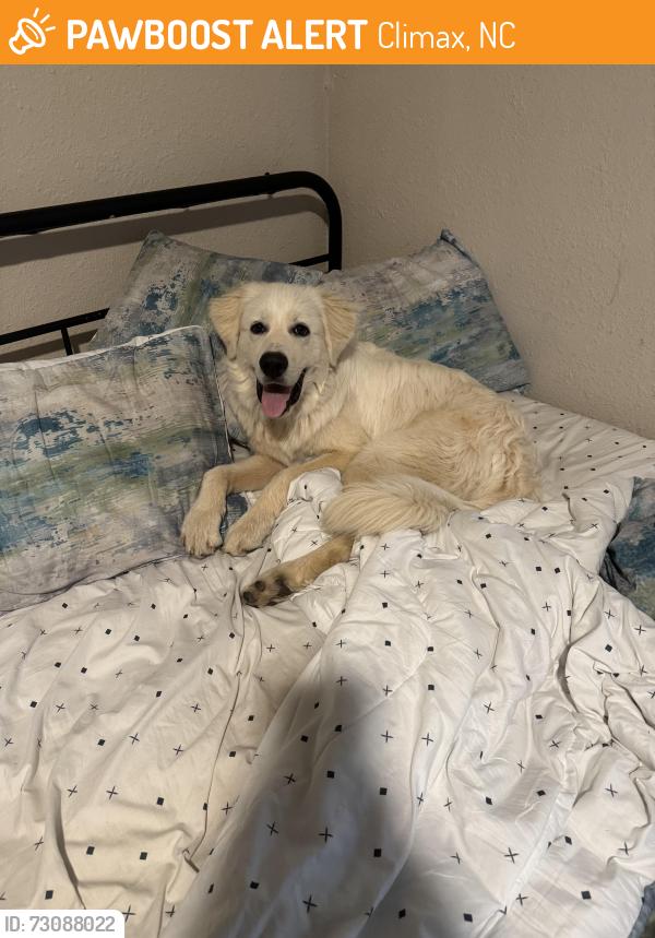 Found/Stray Male Dog last seen Climax road near wood industrial area, Climax, NC 27233