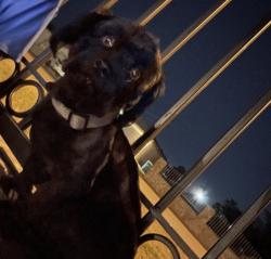 Found/Stray Male Dog last seen Page & oden, Socorro, TX 79927