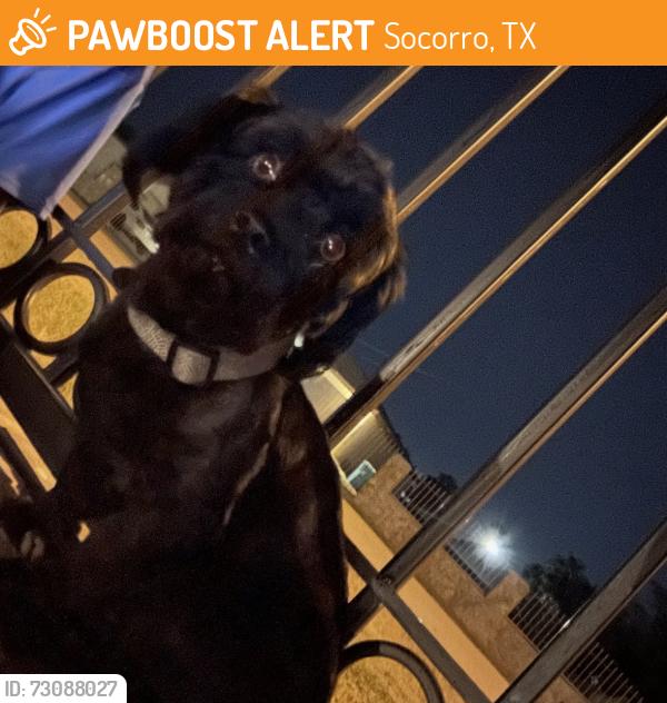 Found/Stray Male Dog last seen Page & oden, Socorro, TX 79927