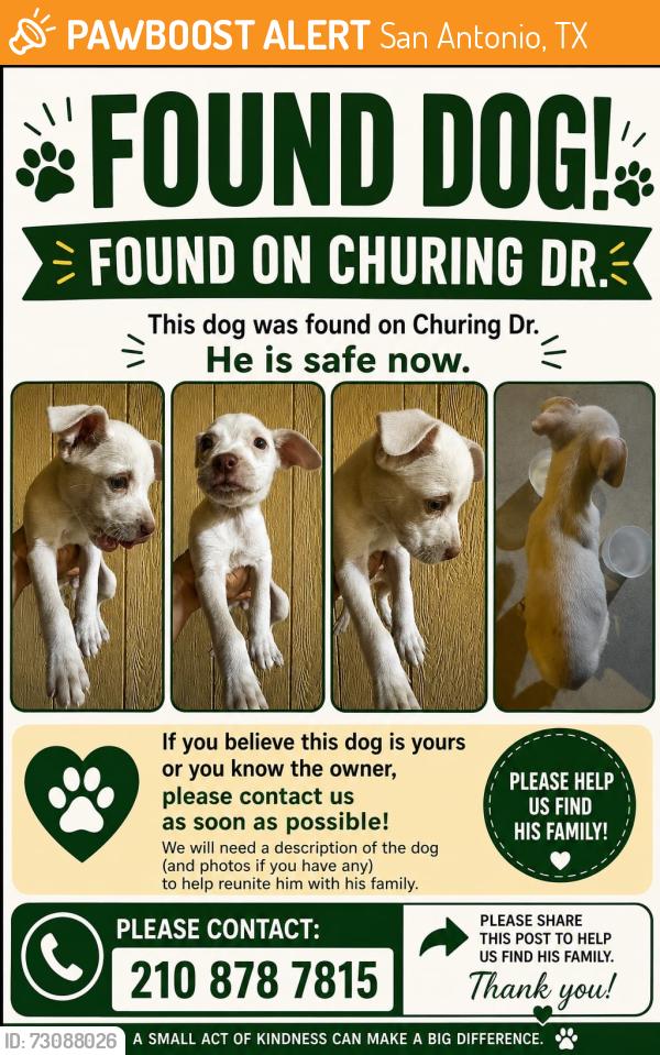 Found/Stray Female Dog last seen Churing and Prescott, San Antonio, TX 78245