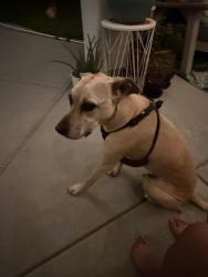 Found/Stray Male Dog last seen Tenaya, Las Vegas, NV 89131