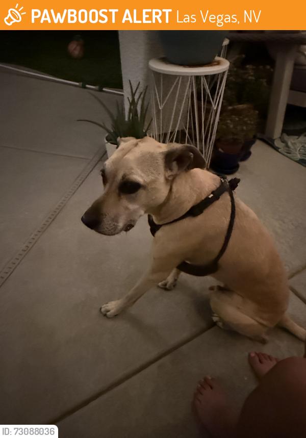 Found/Stray Male Dog last seen Tenaya, Las Vegas, NV 89131