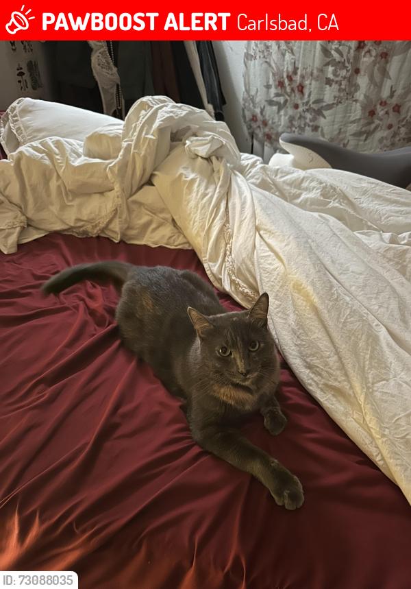 Lost Female Cat last seen Chestnut, Carlsbad, CA 92008