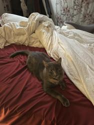 Lost Female Cat last seen Chestnut, Carlsbad, CA 92008