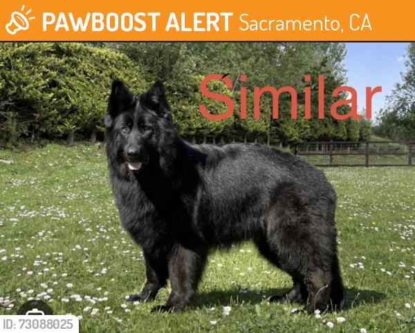 Found/Stray Unknown Dog last seen Near callison drive, Sacramento, CA 95835