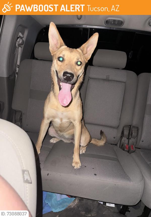 Found/Stray Female Dog last seen Caballo and Dakota right at that blind turn, Tucson, AZ 85746