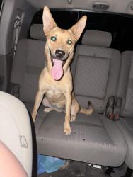 Found/Stray Female Dog last seen Caballo and Dakota right at that blind turn, Tucson, AZ 85746