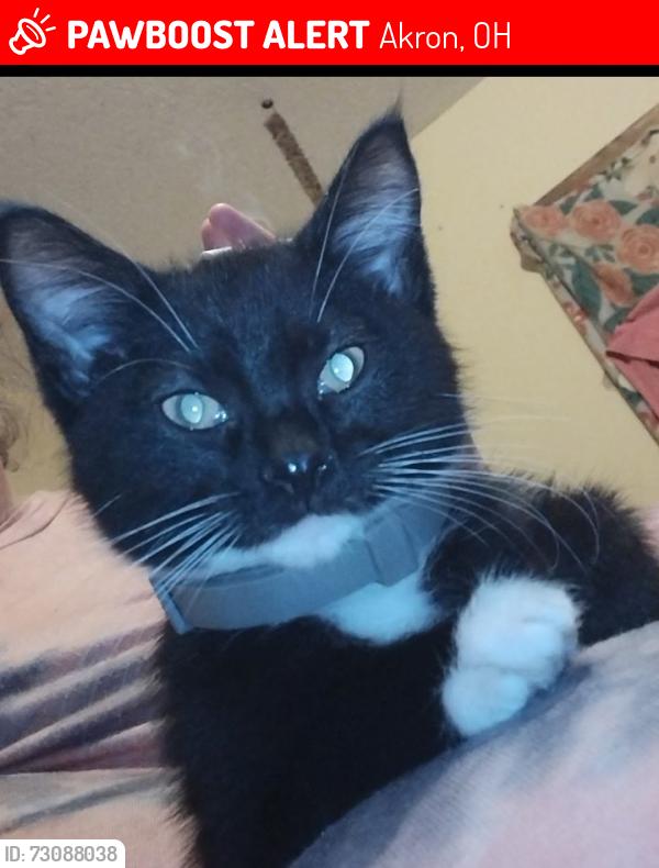 Lost Male Cat last seen Brown st, Akron, OH 44301