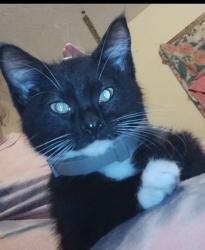 Lost Male Cat last seen Brown st, Akron, OH 44301