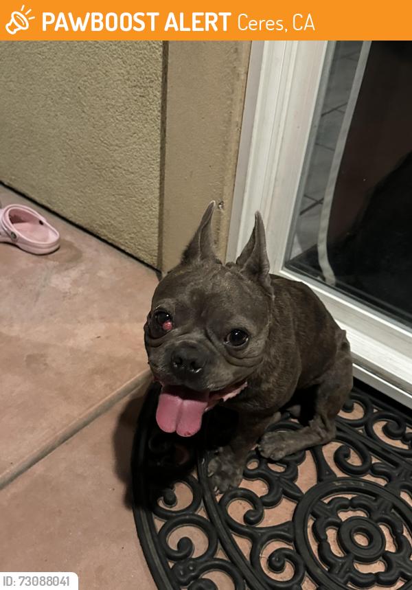 Found/Stray Male Dog last seen Blaker RD, Ceres, CA 95307