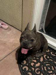Found/Stray Male Dog last seen Blaker RD, Ceres, CA 95307