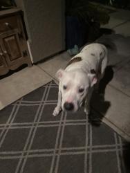 Found/Stray Male Dog last seen Westlake Parkway, Natomas, Sacramento, CA 95835