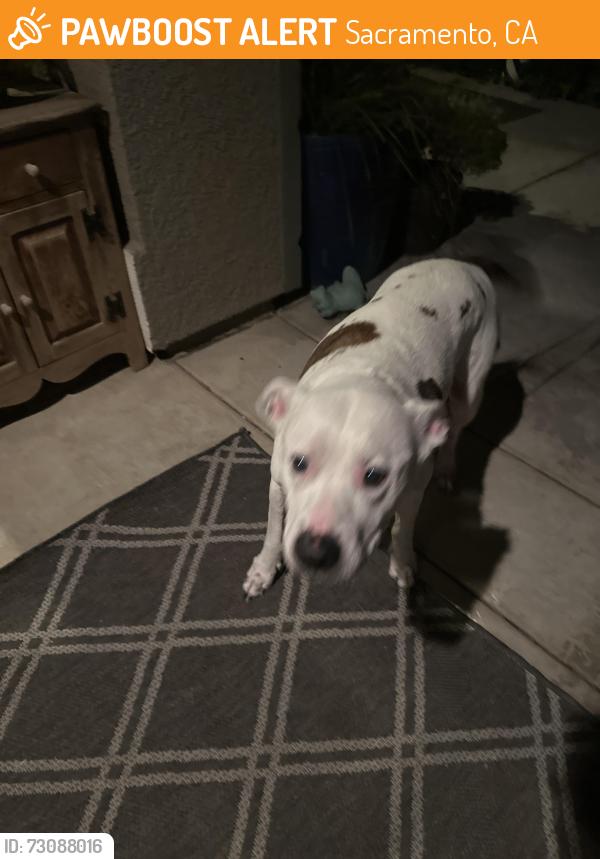 Found/Stray Male Dog last seen Westlake Parkway, Natomas, Sacramento, CA 95835
