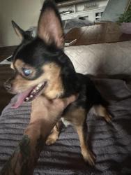 Found/Stray Male Dog last seen Quartz, Auburn, CA 95602