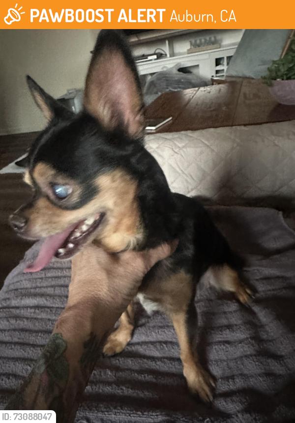 Found/Stray Male Dog last seen Quartz, Auburn, CA 95602