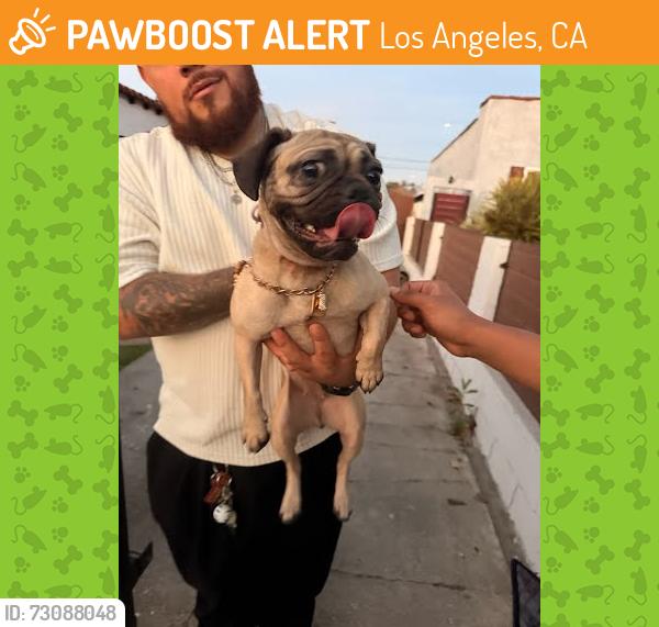 Found/Stray Female Dog last seen 77th and Western, Los Angeles, Los Angeles, CA 90047