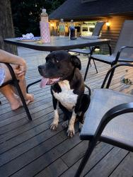 Found/Stray Female Dog last seen Madison and Fry Road, Greenwood, IN 46142