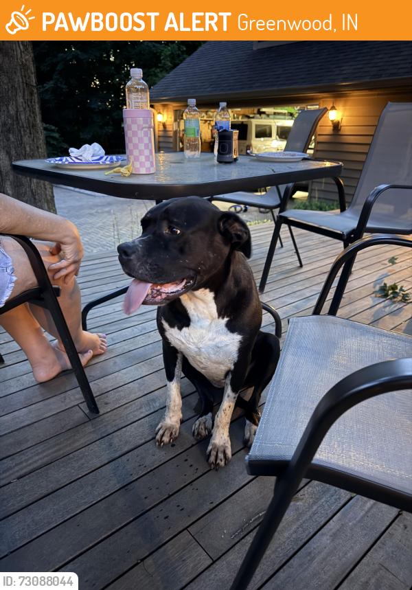 Found/Stray Female Dog last seen Madison and Fry Road, Greenwood, IN 46142