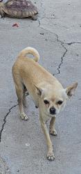 Lost Female Dog last seen Rialto Ave and J st., San Bernardino, CA 92401