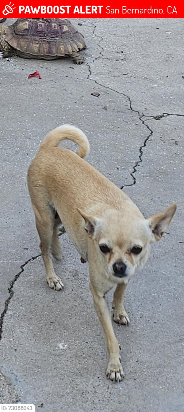 Lost Female Dog last seen Rialto Ave and J st., San Bernardino, CA 92401