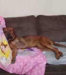 Lost Male Dog last seen Jagger, Fort Worth, TX 76108