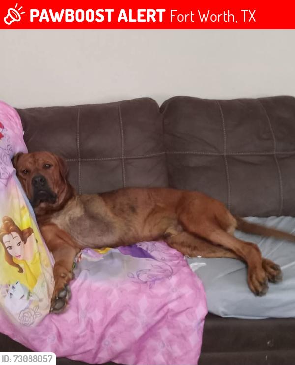 Lost Male Dog last seen Jagger, Fort Worth, TX 76108