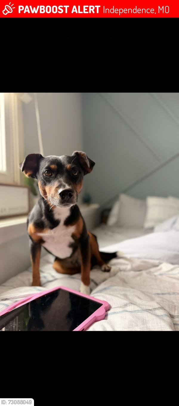 Lost Male Dog last seen 39th and Lee Summit Rd, Independence, MO 64052