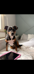 Lost Male Dog last seen 39th and Lee Summit Rd, Independence, MO 64052