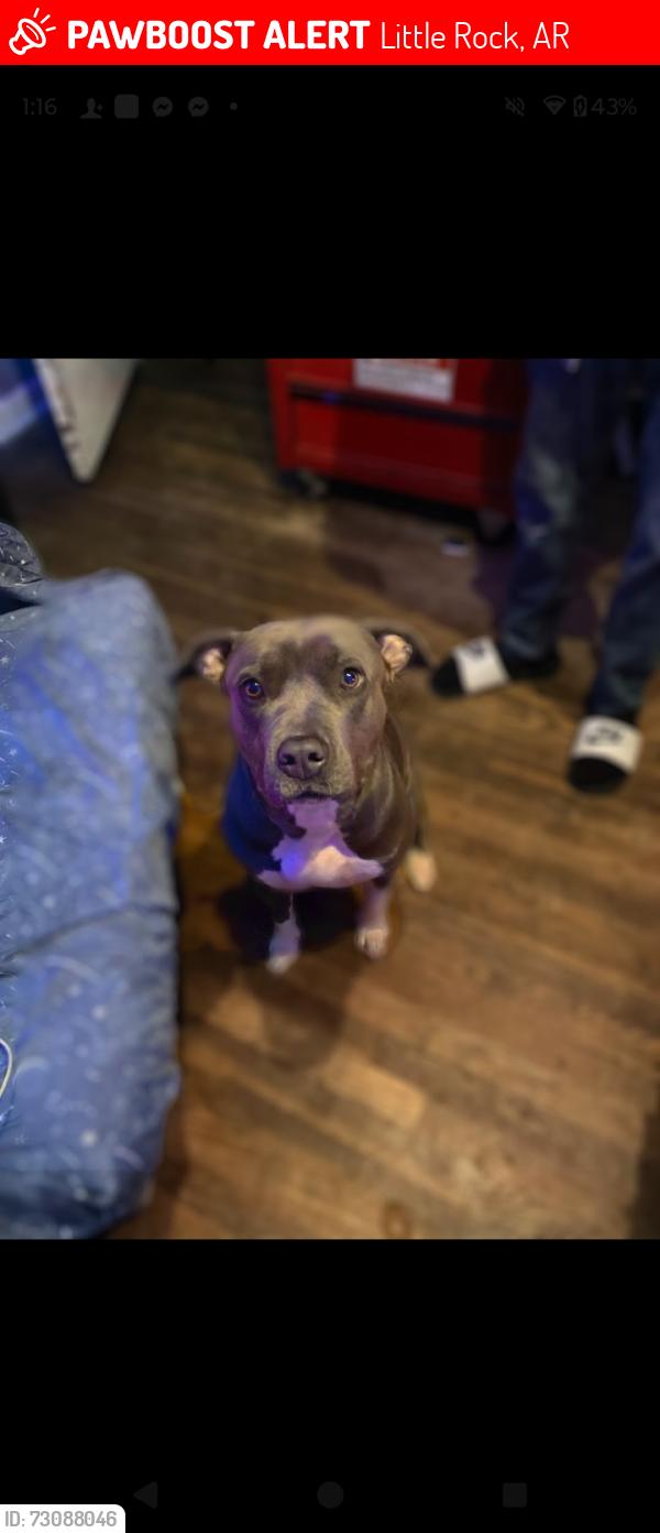 Lost Female Dog last seen Turtle creek neighborhood or university, Little Rock, AR 72211