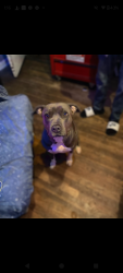 Lost Female Dog last seen Turtle creek neighborhood or university, Little Rock, AR 72211