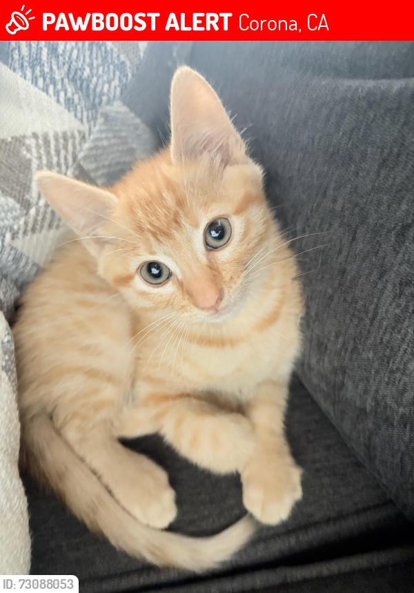 Lost Male Cat last seen Bel air st, Corona, CA 92881