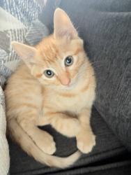 Lost Male Cat last seen Bel air st, Corona, CA 92881