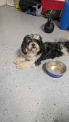Found/Stray Male Dog last seen Beaver falls ave, Enterprise, NV 89123