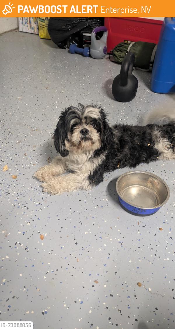 Found/Stray Male Dog last seen Beaver falls ave, Enterprise, NV 89123