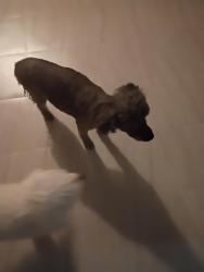 Found/Stray Female Dog last seen Oneal and desert Willow, Casa Grande, AZ 85122