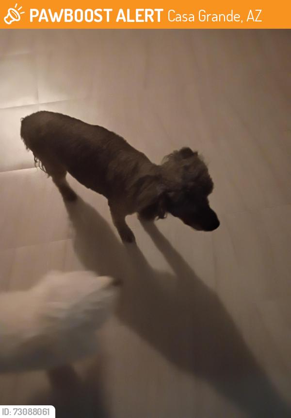 Found/Stray Female Dog last seen Oneal and desert Willow, Casa Grande, AZ 85122