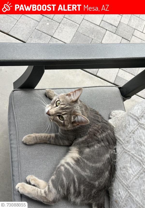 Lost Female Cat last seen Inspirian and Warner, Mesa, AZ 85212