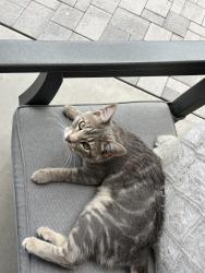 Lost Female Cat last seen Inspirian and Warner, Mesa, AZ 85212