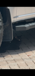 Found/Stray Unknown Cat last seen Cedar bend - Wyndham lakes orlando fl 32824, Orlando, FL 32824