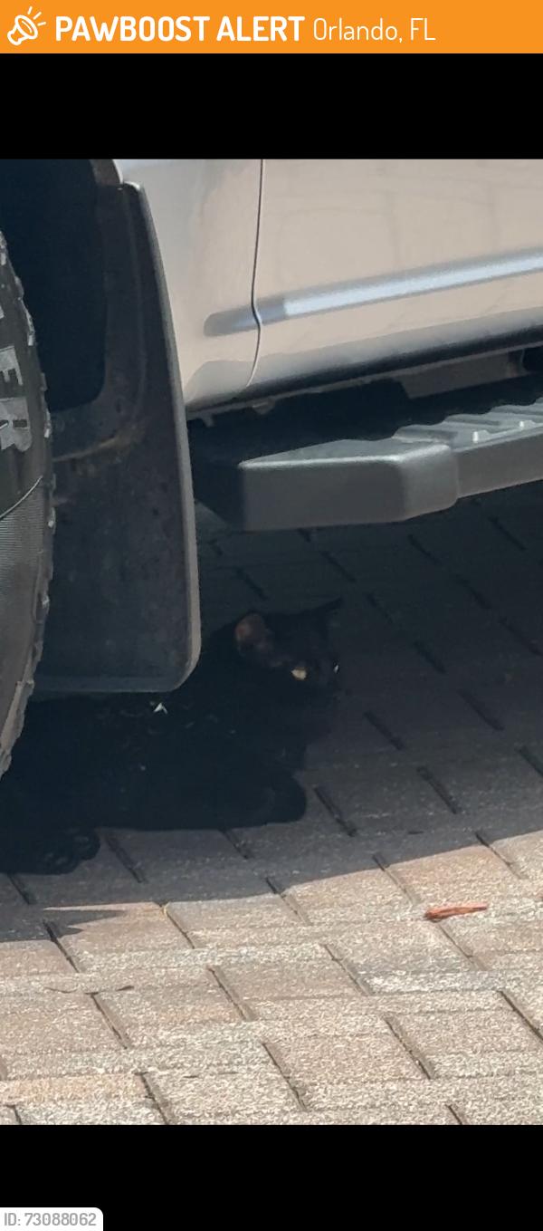 Found/Stray Unknown Cat last seen Cedar bend - Wyndham lakes orlando fl 32824, Orlando, FL 32824