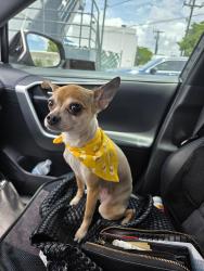 Lost Female Dog last seen Near st 90th, Miami-Dade County, FL 33165